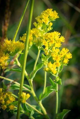 A goldenrod plant