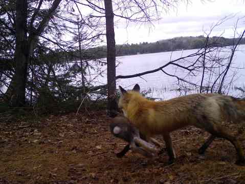 A red fox with a rabbit in its mouth