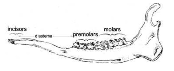 A sketch of the side-view of a deer's jaw, labeled with molars, premolars, diastema, and incisors.