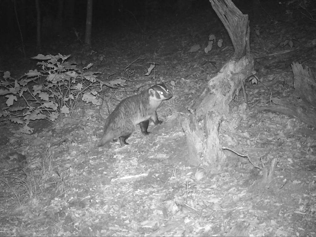 Black and white nighttime photo of an American badger in a wooded area. 